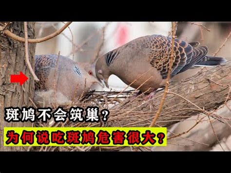 玉女食斑鳩